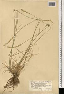 Agropyron fragile (Roth) P.Candargy, Mongolia (MONG) (Mongolia)