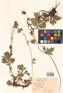 Geum rivale L., Eastern Europe, Northern region (E1) (Russia)