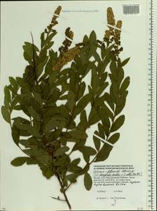 Spiraea salicifolia L., Eastern Europe, Moscow region (E4a) (Russia)