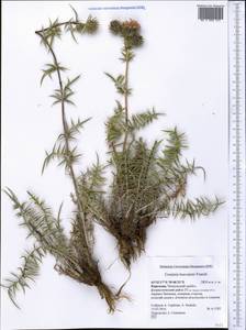 Cousinia bonvalotii Franch., Middle Asia, Western Tian Shan & Karatau (M3) (Kyrgyzstan)