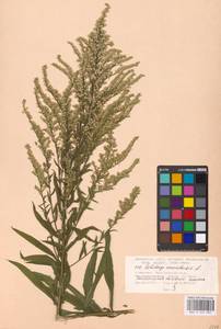 Solidago canadensis L., Eastern Europe, Moscow region (E4a) (Russia)