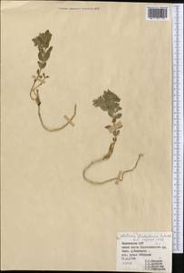 Stellaria turkestanica Schischk., Middle Asia, Pamir & Pamiro-Alai (M2) (Tajikistan)