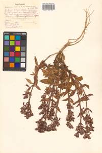 Silene olgae (Maxim.) Rohrb., Siberia, Russian Far East (S6) (Russia)