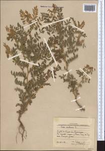 Cicer arietinum L., Middle Asia, Western Tian Shan & Karatau (M3) (Uzbekistan)