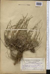 Seriphidium karatavicum (Krasch. & Abolin ex Poljakov) Ling & Y.R. Ling, Middle Asia, Western Tian Shan & Karatau (M3) (Kazakhstan)