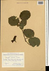 Corylus avellana var. pontica (K.Koch) H.J.P.Winkl., Caucasus, Georgia (K4) (Georgia)