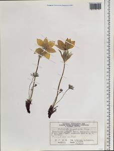 Pulsatilla patens subsp. flavescens (Zucc.) Zāmelis, Siberia, Central Siberia (S3) (Russia)