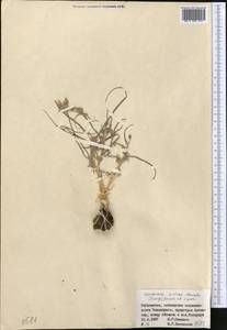 Scorzonera sericeolanata (Bunge) Krasch. & Lipsch., Middle Asia, Syr-Darian deserts & Kyzylkum (M7) (Uzbekistan)