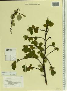 Cotoneaster integerrimus Medik., Eastern Europe, Northern region (E1) (Russia)