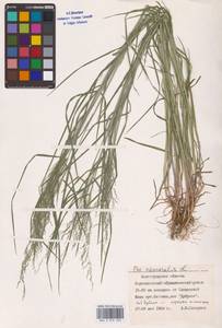 Poa nemoralis L., Eastern Europe, Lower Volga region (E9) (Russia)