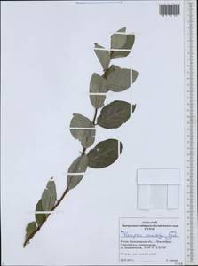 Elaeagnus commutata Bernh. ex Rydb., Siberia, Western Siberia (S1) (Russia)