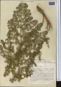 Prangos pabularia subsp. sarawschanica (Regel & Schmalh.) Lyskov & Pimenov, Middle Asia, Pamir & Pamiro-Alai (M2) (Tajikistan)