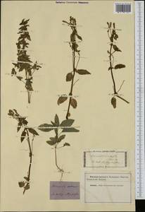 Mercurialis annua L., Western Europe (EUR) (Italy)