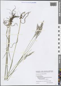 Bromus riparius Rehmann, Eastern Europe, Central region (E4) (Russia)