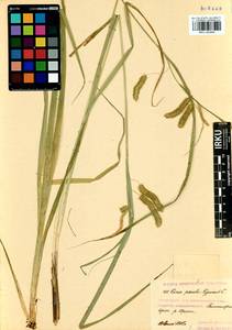 Carex pseudocyperus L., Siberia, Baikal & Transbaikal region (S4) (Russia)