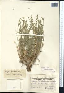 Astragalus farctissimus Lipsky, Middle Asia, Pamir & Pamiro-Alai (M2) (Uzbekistan)