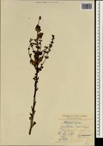 Verbascum orientale (L.) All., South Asia, South Asia (Asia outside ex-Soviet states and Mongolia) (ASIA) (Iran)