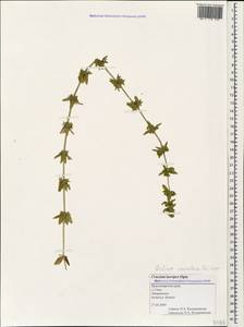 Cruciata laevipes Opiz, Caucasus, Black Sea Shore (from Novorossiysk to Adler) (K3) (Russia)
