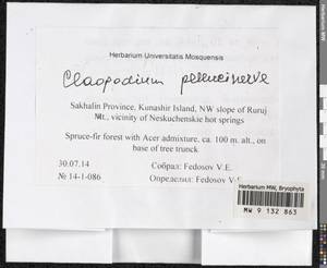 Claopodium pellucinerve (Mitt.) Best, Bryophytes, Bryophytes - Russian Far East (excl. Chukotka & Kamchatka) (B20) (Russia)