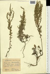 Artemisia austriaca Jacq., Eastern Europe, South Ukrainian region (E12) (Ukraine)