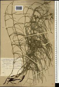 Equisetum ramosissimum Desf., Crimea (KRYM) (Russia)