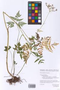 Chaerophyllum hirsutum L., Eastern Europe, Western region (E3) (Russia)