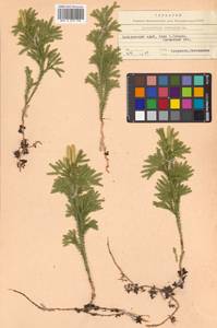 Dendrolycopodium obscurum (L.) A. Haines, Siberia, Russian Far East (S6) (Russia)