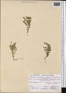 Callipeltis cucullaris (L.) DC., Middle Asia, Pamir & Pamiro-Alai (M2) (Kyrgyzstan)