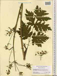 Heracleum sphondylium subsp. sibiricum (L.) Simonk., Eastern Europe, Central region (E4) (Russia)