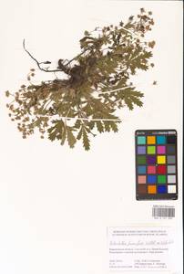 Potentilla humifusa Willd. ex D. F. K. Schltdl., Eastern Europe, Central forest-and-steppe region (E6) (Russia)