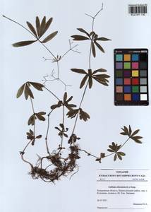 Galium odoratum (L.) Scop., Siberia, Altai & Sayany Mountains (S2) (Russia)