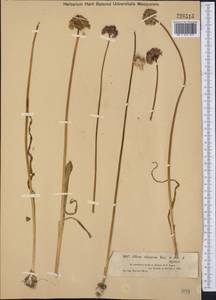 Allium robustum Kar. & Kir., Middle Asia, Dzungarian Alatau & Tarbagatai (M5) (Kazakhstan)