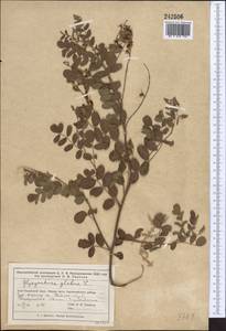 Glycyrrhiza glabra L., Middle Asia, Muyunkumy, Balkhash & Betpak-Dala (M9) (Kazakhstan)