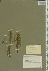 Plantago tenuiflora Waldst. & Kit., Eastern Europe, Lower Volga region (E9) (Russia)