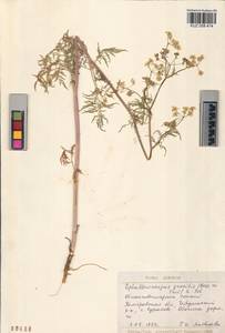 Sphallerocarpus gracilis (Besser ex Trevis.) Koso-Pol., Siberia, Altai & Sayany Mountains (S2) (Russia)