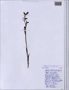 Ophrys sphegodes subsp. mammosa (Desf.) Soó ex E.Nelson, Caucasus, Black Sea Shore (from Novorossiysk to Adler) (K3) (Russia)