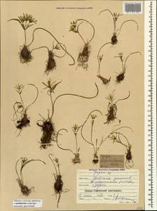 Gagea alexeenkoana Miscz., Caucasus, North Ossetia, Ingushetia & Chechnya (K1c) (Russia)