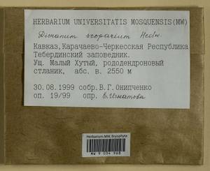 Dicranum scoparium Hedw., Bryophytes, Bryophytes - North Caucasus & Ciscaucasia (B12) (Russia)