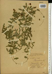 Lathyrus tuberosus L., Eastern Europe, Middle Volga region (E8) (Russia)