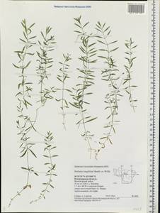 Stellaria longifolia (Regel) Muhl. ex Willd., Eastern Europe, Central region (E4) (Russia)