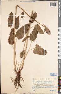 Betonica officinalis L., Eastern Europe, North Ukrainian region (E11) (Ukraine)