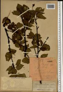 Betula, Eastern Europe, Northern region (E1) (Russia)