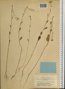 Brassica juncea (L.) Czern., Siberia, Altai & Sayany Mountains (S2) (Russia)