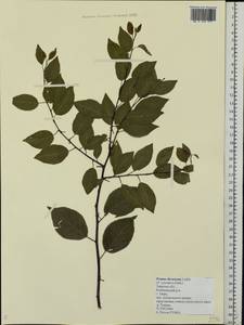 Prunus cerasifera Ehrh., Eastern Europe, North-Western region (E2) (Russia)