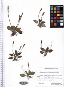 SMR002021, Plantago major L., Eastern Europe, Middle Volga region (E8) (Russia)