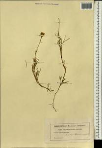 Drosanthemum micans (L.) Schwant., Africa (AFR) (Not classified)