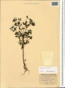 Euphorbia stricta L., Caucasus, North Ossetia, Ingushetia & Chechnya (K1c) (Russia)