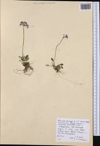 Primula farinosa L., Western Europe (EUR) (Spain)