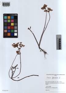 KUZ 003 373, Phedimus hybridus (L.) 't Hart, Siberia, Altai & Sayany Mountains (S2) (Russia)