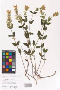 MHA 0 155 516, Scutellaria supina L., Eastern Europe, South Ukrainian region (E12) (Ukraine)